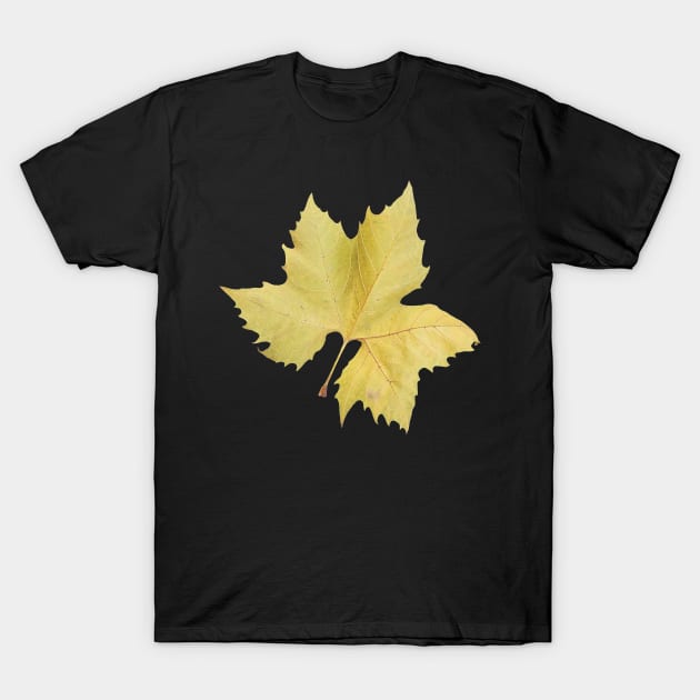 Yellow Maple Tree Leaf T-Shirt by DesignMore21